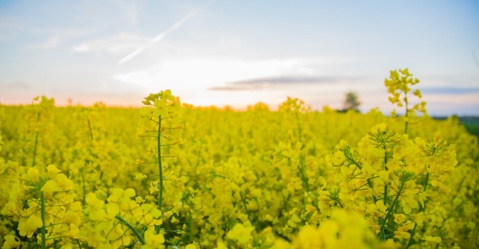 自然放养，奶牛快乐产奶